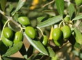 olivy odrody Cobrançosa