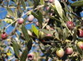 olivy odrody Cordovil