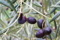 olivy odrody Galega